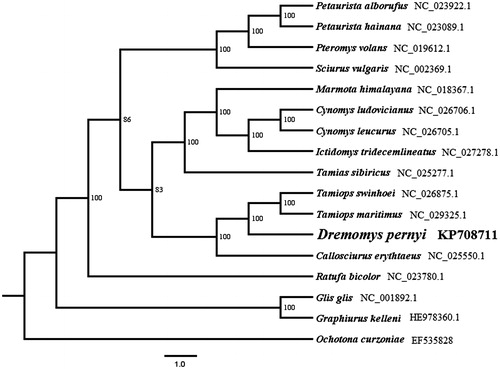 Figure 1. Maximum likelihood (ML) phylogenetic tree based on complete mitochondrial genome under GTR + G model. ML bootstrap values are shown above nodes.