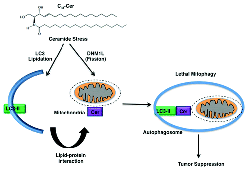 Figure 1. Mechanism by which C18-ceramide induces lethal autophagy involves, at least in part, the lipidation of LC3B, forming LC3B-II, and the interaction of LC3B-II and ceramide on mitochondrial membranes upon DNM1L-mediated mitochondrial fission, which targets autolysosomes to mitochondria for lethal mitophagy.