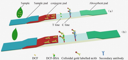 Figure 1. Structure and schematic diagram of the ILFST. (a) Positive; (b) Negative