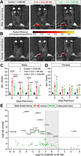 Figure 8 CXB-NE reduces NIRF signal and inflammation in the acute post-injury window in male mice. (A) Representative images of male mice 2 days post-injury and 24h post-dosing with DF-NE or CXB-NE (0.2 mL, i.v.). (B) Quantification of ipsilateral to contralateral NIRF ratio shows a significant increase versus control at all time points. 2 days post-injury, polytrauma mice that received CXB-NE show significantly less NIRF signal than their DF-NE-injected counterparts, a trend that persists at days 4, 7 and 10 post-injury. These effects of CXB-NE were not observed in female mice (C and D). */**/*** p=<0.05/0.01/0.001 “1 mm polytrauma + DF-NE” versus “1 mm polytrauma + CXB-NE”. Two-way, repeat measures ANOVA, Šídák’s multiple comparisons test. (E) Two days post-polytrauma, and 24h after dosing with DF-NE or CXB-NE in male mice, (0.2 mL, i.v.), sciatic nerves were homogenized and probed semi-quantitatively for cytokine/chemokine content. Detected factors with ≥2-fold expression in ipsilateral versus contralateral nerves from DF-NE mice are shown plotted by significance level (adjusted p-value) on the y-axis (FDR 0.05). Fold-change of all factors detected are listed in Additional File 1.