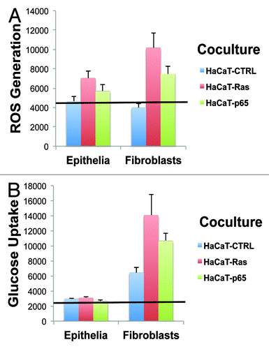 Figure 4. Cancer-associated fibroblasts Show the largest increases in ROS production and glucose uptake, as directly compared with adjacent epithelial cancer cells. (A) ROS-production. (B) Glucose uptake. Data originally presented in Figures 2 and 3 is presented again in Figure 4, in another format. In this case, the absolute magnitude of ROS production and glucose uptake in epithelial cancer cells and fibroblasts is directly compared, side-by-side, on the same graphs. This allows one to better appreciate that although the epithelial cancer cells harbor the activated oncogenes, their largest effects on cellular metabolism actually occur in neighboring normal fibroblasts. Thus, the “bystander” effect of oncogenes on the tumor microenvironment is one of the most significant metabolic effects, in terms of metabolic reprogramming.