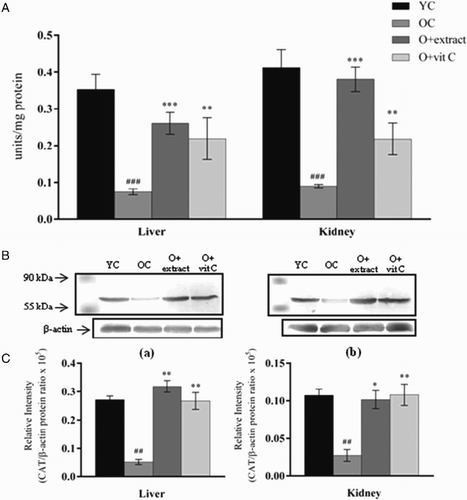 Figure 3 (A) Effect of P. fulgens extract on CAT activity in liver and kidney of 18-month-old mice. (B) Western blot analysis of CAT protein from (a) liver and (b) kidney of 2-month control group (YC), 18-month control group (OC) and 18-month-old mice treated with P. fulgens extract and vitamin C. (C) The relative intensity of the western blot determined by densitometric analysis (KDS-I software) after normalization to actin. Values are mean ± SD, n = 6, ###P < 0.001 compared to 2-month control group (YC); **P < 0.01, ***P < 0.001 compared to 18-month control group (OC); vit C: vitamin C.