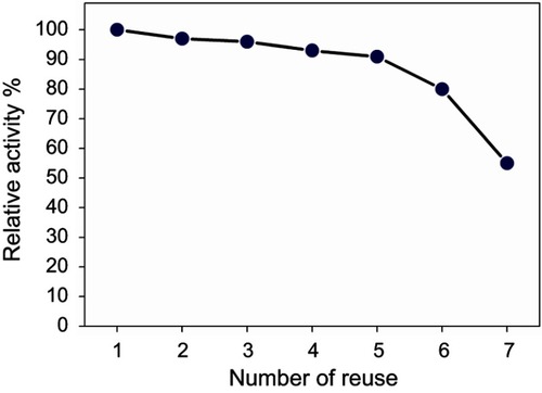 Figure 10 Reusability of Cal-B enzyme-loaded polymer-grafted magnetic silica nanoparticles for hydrolytic activity.