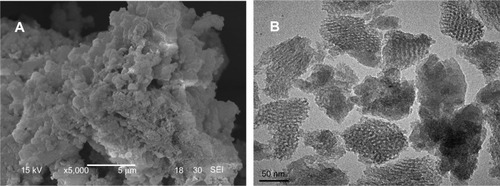 Figure 2 Scanning electron microscope (A) and transmission electron microscope (B) images of mesoporous magnesium silicate.