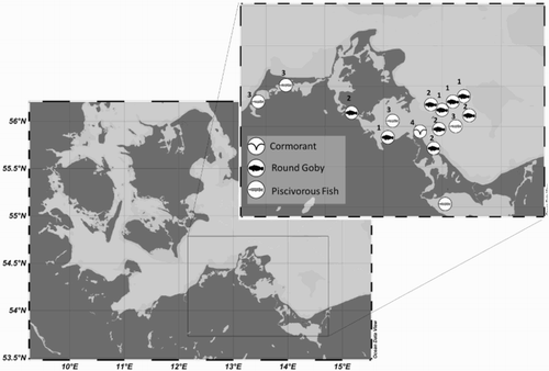 Figure 1. Sampling stations of cormorant pellets, round gobies and piscivorous fish in the Pomeranian Bay. Numbers indicate the case study number.