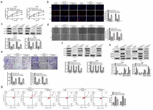 Figure 5. BUB3 protein regulated the tumor-related physiological activity of HCT116 and DLD-1 transfected by miR-664b-3p. (a) BUB3 protein increased the cell viability of miR-644b-3p over-expressed HCT116 and DLD-1. (b). BUB3 protein promotes the proliferation of miR-644b-3p over-expressed CC cells assessed using Edu assay. (c) BUB3 protein boosts the expression of PCAN and Ki67 in miR-644b-3p over-expressed CC cells. (d) Wound-healing assay and (e) transwell assay were used to verify the effect of BUB3 protein on migration and invasion of miR-644b-3p over-expressed HCT116 and DLD-1 in vitro. (f) The expression level of COX-2, MMP-2, and MMP-9 in HCT166 and DLD-1 after transfected by miR-644b-3p mimics and pc-BUB3. (g) Flow cytometry reflected the influence of BUB3 protein on the apoptosis of miR-644b-3p over-expressed HCT166 and DLD-1. (h) Western blot images revealed the effect of BUB3 protein on the expression level of Bax, Bcl-2, Cleaved-caspase-3, and Cleaved-caspase-9 in miR-644b-3p over-expressed HCT116 and DLD-1. **P < 0.01, ***P < 0.001 vs. NC mimic + pc-NC group; ##P < 0.01, ###P < 0.001 vs. miR-664b-3p mimic + pc-NC group.