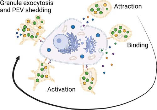 Figure 1. Platelet-cancer interactions. The tumor microenvironment attracts platelets followed by binding and activation of the platelets by cancer cells. Platelets may be activated through multiple pathways including secretion of soluble mediators or direct receptor stimulation yielding functional advantages for the cancer cells.