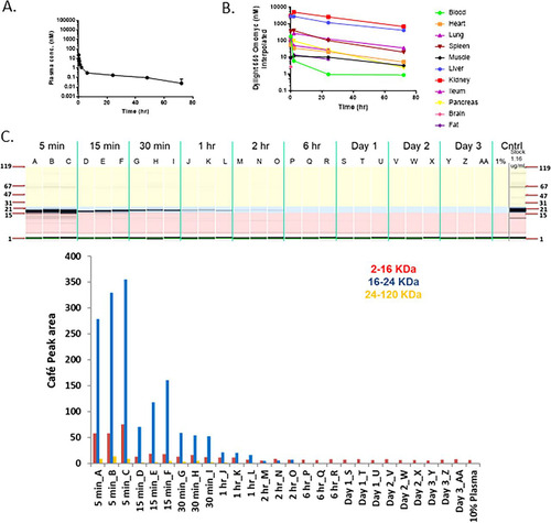 FIG 8 Omomyc displays poor pharmacodynamic properties. (A) Plasma concentration of DyLight 650-labeled Omomyc after administration to mice. A total of 5.22 mg/kg DyLight 650-Omomyc was administered to mice in a single i.v. dose. Terminal plasma samples were collected over time, and the amount of the compound was determined. (B) Tissue distribution of DyLight 650-Omomyc. Tissue samples were collected at the indicated times and analyzed for the presence of the compound. (C) CAFÉ analysis of plasma from non-tumor-bearing mice treated with Omomyc. Shown are examples of capillary electrophoresis and quantitation of the area under the curve for the peaks from the electropherograms for plasma from mice treated with DyLight 650-Omomyc. (D) CAFÉ analysis of tissues from non-tumor-bearing mice treated with Omomyc. Shown are examples of capillary electrophoresis and quantitation of the area under the curve for the peaks from the electropherograms for mouse plasma liver, kidney, spleen, and lung tissue from mice treated with DyLight 650-Omomyc.