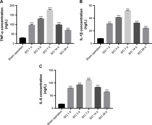 Figure 9 Bar graphs of the protein levels of pro-inflammatory cytokines, such as TNF-α, IL-1β, and IL-6, were compared in the SCI and sham operation groups.