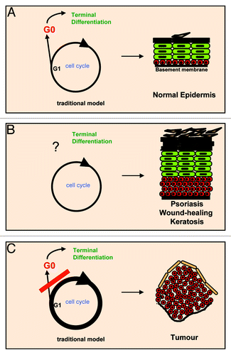 Figure 1. The traditional keratinocyte cell cycle model. Keratinocytes are thought to undergo cell growth and cell cycle arrest in G0 before terminal differentiation (A). However, the most frequent hyperproliferative skin conditions include thickening of differentiating strata (acanthosis or hyperkeratosis) (B). The G0 model would predict that a hyperproliferative stimulus would block differentiation, and this would easily result in a tumor (C). Red are cells with the capacity to divide; green are post-mitotic terminally differentiating cells.