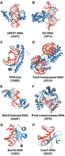 Figure 2. Protein-DNA complexes studied in this work (PDB ID in the parentheses).