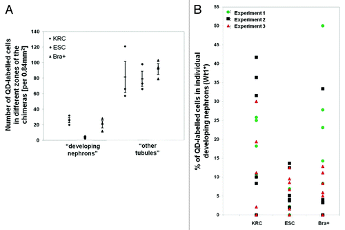 Figure 5. QD+ cell quantification. (A) Graph presenting the extent of integration of labeled cells into developing nephrons and other tubules per unit area (0.84 mm2). Numbers of QD+ cells in KRC and Bra+ chimeras (n = 3 organs for each) within developing nephrons was not significantly different, but the numbers in ESC chimeras was significantly less (p < 0.05). (B) Percentages of QD+ cells contributing to developing nephrons. Note that significantly fewer labeled cells contributed to developing nephrons (p < 0.05) in ESC chimeras vs. the other groups (n = 3 rudiments analyzed for each group, and for each rudiment six nephrons were analyzed).