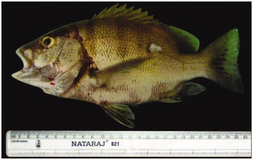 Figure 10. L. rivulatus.