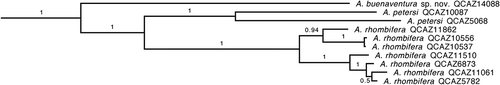 Figura 2. Filogenia de Anadia. Árbol de máxima credibilidad de clados obtenido a partir de un análisis bayesiano de 176 especímenes, tres genes mitocondriales (12S, 16S, ND4) y un gen nuclear (c-mos). La topología y valores de soporte del árbol completo son muy similares a lo presentado por Torres-Carvajal et al. [11]. Los números sobre las ramas corresponden a valores de probabilidad posterior.