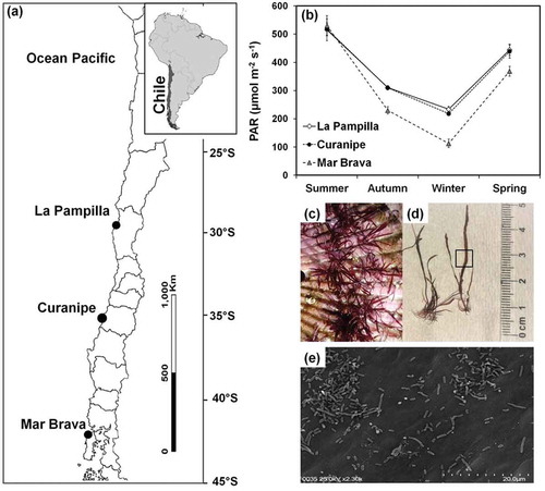 Fig. 1 Experimental analysis of Gelidium lingulatum: (a) geographic location of sampling sites along the Chilean coast, (b) annual mean values of photosynthetically active radiation (PAR) at seaweed sampling sites, (c) view of G. lingulatum growing on shells during acclimatization to outdoor conditions, (d) view of seaweed thallus where the rectangle indicates the sector used for photosynthesis and bacterial analysis, (e) view of bacterial community on the thallus surface of G. lingulatum using SEM