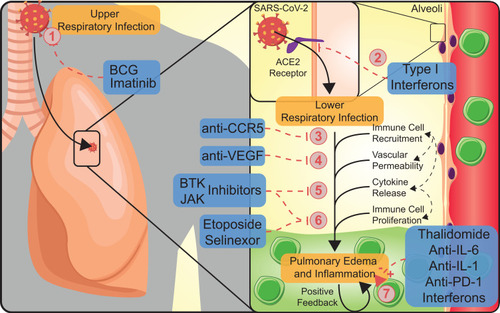 Figure 1 Diverse possible mechanisms of anti-tumor therapies currently being studied in clinical trials for COVID-19. These methods include: 1) altering ability of SARS-CoV-2 to infect, either through vaccination or inhibition; 2) altering the ability of host cells to be infected through activation by interferons; 3) blocking recruitment of immune cells to the lung; 4) altering vascular permeability; 5) inhibiting cytokine signaling; 6) inhibiting immune cell proliferation; and 7) directing the immune response and controlling inflammation.