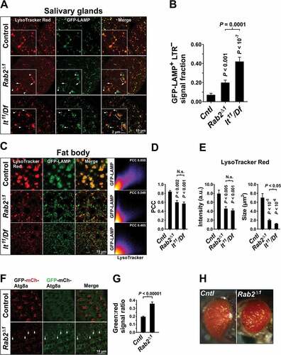 Figure 2. Lysosomal traffic and autophagy are perturbed by loss of Rab2. (A) Localization of ubiquitously expressed GFP-LAMP in relation to LysoTracker Red staining in L3 salivary glands. Single optical sections of gland cortex near the basolateral surface (live imaging). Arrowheads indicate GFP-LAMP-positive vesicular structures not labeled with LysoTracker Red. Arrows indicate structures labeled with both GFP-LAMP and LysoTracker Red. Brackets indicate coclustering of GFP-LAMP-positive structures with structures labeled with LysoTracker Red. (B) Quantification of data in (E), from 9 control, 14 Rab2Δ1 and 10 lt11/Df larvae. The fraction of GFP-LAMP signal located outside of LysoTracker Red-positive structures is shown. (C) Localization of GFP-LAMP relative to LysoTracker Red in the fat body. Left, late L3 fat bodies from control, Rab2Δ1 and lt11/Df larvae ubiquitously expressing GFP-LAMP. Single optical sections (live imaging). For better visibility, the intensity of the LysoTracker Red signal in the Rab2Δ1 and lt11/Df fat body was digitally increased relative to control. Right, intensity scatter plots for GFP-LAMP versus LysoTracker Red. Warm colors mark a high point density in the plot. The Pearson correlation coefficient (PCC) is indicated. (D and E) Quantification of (C). Control and Rab2Δ1 each represented by 5 larvae, lt11/Df by 6 larvae. (D) Correlation between the GFP-LAMP and LysoTracker Red signals. (E) Mean LysoTracker Red signal density (left) and cross-sectional area of LysoTracker Red-positive structures (right). (F) Eye imaginal discs of control and Rab2Δ1 late L3 larvae expressing the GFP-mCherry-Atg8a autophagy reporter. Arrows indicate accumulation of GFP and mCherry dual-positive autophagosomes in the ommatidia of Rab2Δ1 imaginal discs. Live confocal imaging of eye disc area posterior to the morphogenetic furrow. (G) Quantification of (F). The GFP:mCherry signal ratio in mCherry-positive autophagosomal structures in 8 w1118 and 7 Rab2Δ1 imaginal discs is shown. (H) Eye pigmentation is not perturbed by loss of Rab2. Micrographs of the eyes of control and Rab2Δ1 pharate adult flies. (B, D, and E) ANOVA followed by Tukey HSD test, (G) Unpaired Student’s t test