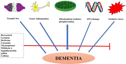 Figure 1 Illustrative diagram showing the potential mechanisms of bioactive compounds against dementia.