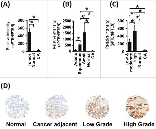 Figure 8. PTEN C-tail Phosphorylation is Increased in Human Lung Cancer. (A) Relative pPTEN expression levels are increased in tumor tissue when compared with normal and cancer adjacent lung tissue (No. of samples: 136 (tumor), 14 (normal), 13 (cancer-adjacent), *p<0.05). (B) Relative pPTEN expression levels are increased in non-small cell lung tumors (adenocarcinoma and squamous cell carcinomas) and in small-cell lung tumors (No. of samples: 59 (adenocarcinoma), 57 (squamous carcinoma), 18 (small-cell lung cancer), 14 (normal), 13 (cancer-adjacent), *p<0.05). (C and D) Relative pPTEN expression levels increased with increasing tumor grade (No. of samples: 87 (low and moderate grade), 31 (high grade), 14 (normal), 13 (cancer-adjacent, *p<0.05).