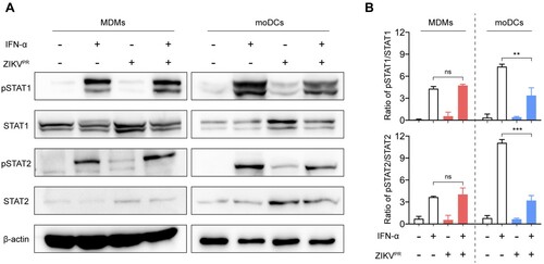 Figure 5. ZIKV infection fails to inhibit the phosphorylation of STAT1 and STAT2 in MDMs. (A) MDMs and moDCs were uninfected or infected with ZIKVPR at an MOI of 1.0. At 48hpi, the cells were untreated or treated with 1000U/mL of recombinant human IFN-α for 40 min. The cell lysates were harvested for detecting expressions of pSTAT1, pSTAT2, STAT1, STAT2, and β-actin by Western blots. Representative blots represented data from three independent experiments. (B) Quantitation was calculated as the ratio of pSTAT/STAT protein from three independent experiments. Statistical analyses in all panels were performed with one way-ANOVA and the differences were considered significant when p < 0.05. **p < 0.01, and ***p < 0.001. ns, not significant.