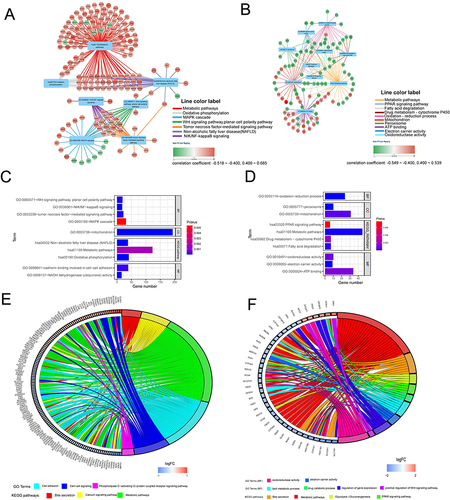 Figure 7 Functional enrichment analysis of PUS1 co-expression genes and differential genes. (A and B) Regulatory network of PUS1 co-expressed genes for several important GO terms and KEGG pathways in TCGA and GSE14520 cohorts. (C and D) Histogram for functional enrichment analyses of PUS1 co-expressed genes in DAVID using TCGA and GSE14520 cohorts. (E and F) Chord plots for functional enrichment analyses of PUS1 differential genes in DAVID using TCGA and GSE14520 cohorts.