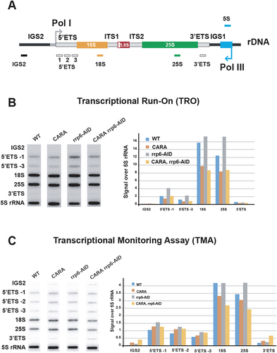 Figure 3. Transcriptional activity of CARA-RNAPI. (A) Yeast rDNA unit is represented, with the position of the corresponding antisense oligonucleotides used to load slot blots (see materials and methods for description). (B) High-resolution transcriptional run-on (TRO) analysis of WT, CARA, rrp6-AID and CARA rrp6-AID strains. Nascent transcripts were labelled, and revealed using antisens oligonucleotides immobilized on slot-blot as described in materials and methods. Results are shown in the left panel and quantifications relative to 5S signal in the right panel (arbitrary units). The full slot blot image is presented in figure S3B. (C) Pol I TMA was performed in WT, CARA, rrp6-AID and CARA rrp6-AID cells grown to mid-log phase in phosphate depleted YPD medium. Nascent transcripts were labelled with phosphorus-32 ([Citation32]P]) for 40 seconds. 3’ marked newly synthesized RNAs were extracted, partially hydrolysed and revealed using slot-blots. Slot-blots are shown in the left panel and quantifications relative to 5S signal in the right panel (arbitrary units). The full slot blot image is presented in figure S3C.