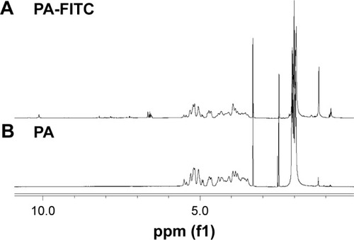 Figure 1 1H NMR spectra of materials in DMSO-d6.Note: (A) 1H NMR spectra of PA-FITC; (B) 1H NMR spectra of PA.Abbreviations: DMSO-d6, dimethylsulfoxide-d6; 1H NMR, 1H nuclear magnetic resonance; PA-FITC, fluorescein isothiocyanate-conjugated pullulan acetate.