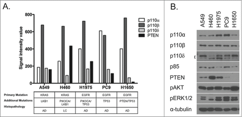 Figure 1. Expression of class IA PI3K p110 isoforms and PTEN among NSCLC cell lines. (A) Relative mRNA expression of p110 isoforms and PTEN were measured by Affymetrix microarray analysis. NSCLC cell line mutation status and histopathology are indicated below. (B) PI3K p110/p85 isoform and pathway effector protein expression in NSCLC cell lines was determined by immunoblotting analysis.