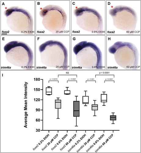 Figure 5. Inhibition of SHH signaling by cyclopamine decreased the level of trim46a transcripts in dose-dependent manners. (A–D) WISH analysis using foxa2 specific probe detected foxa2 transcripts in the midbrain at 24 hpf. Level of foxa2 transcripts decreased in the embryos treated with cyclopamine versus the control. (E–H) WISH analysis of cyclopamine-treated embryos using trim46a as a probe. Cyclopamine caused reduction in the level of trim46a transcripts in comparison to those of EtOH control in dose-dependent manners. (I) Quantification of foxa2 transcripts in the ZLI, and trim46a transcripts in the forebrain, midbrain and cerebellum at 24 hpf using ImageJ software. CCP, cyclopamine. (A–H) Scale bars: 50 μm.