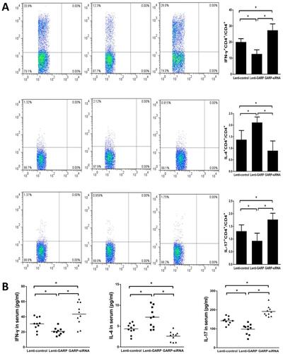 Figure 2 The overexpression of GARP inhibited the frequency of Th1, Th17 in splenic lymphocytes and increased the frequency of Th2. (A) The frequencies of Th1, Th17 and Th2 cells were measured and compared among the three groups. (B) The relative mRNA expression levels of IFN-γ, IL-4 and IL-17 were detected and compared. *P <0.05.