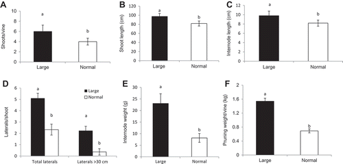 Figure 4. Vegetative growth characteristics of shoots/canes with large and normal sizes in Cabernet franc grapevines: (A) number of shoots per vine, (B) shoot length between node positions 2 and 12 (measured on 6 Aug. 2015), (C) internode length between two consecutive nodes (6 Aug. 2015), (D) number of laterals per shoot between node positions 2 and 12 (6 Aug. 2015), (E) weight of two-node cutting (averaged over multiple collections between Oct. 2015 and Mar. 2016), and (F) pruning weight per vine. Means ± SE with different letters between L and N are significantly different by T-test at P < 0.05.