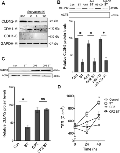 Figure 2. Autophagy-induced CLDN2 reduction is mediated via clathrin. (A) The amount of CLDN2 in membrane fraction is reduced gradually with increased starvation time period. E-cadherin-M and E-cadherin-C represents E-cadherin probes on cell membrane and cytoplasmic fractions, respectively. GAPDH is shown as a loading control for membrane fractions. The blots are representative of ≥ 3 independent experiments. (B) Amiloride (Amil, 10 µM) and Methyl-β-cyclodextrin (MβCD, 250 µM) treatment for 24 h did not alter starvation-induced reduction in CLDN2 levels. Densitometry for CLDN2 expression (*, p < 0.01 versus control). Clathrin inhibitor, chlorpromazine (CPZ, 10 µM) treatment for 24 h prevented starvation-induced reduction in CLDN2 levels (C). The densitometry representation (C) of CLDN2 expression after chlorpromazine treatment is also shown. (D) Chlorpromazine (CPZ, 10 µM) treatment for 24 h prevented starvation-induced increase in TER (*, p < 0.001 versus control) .