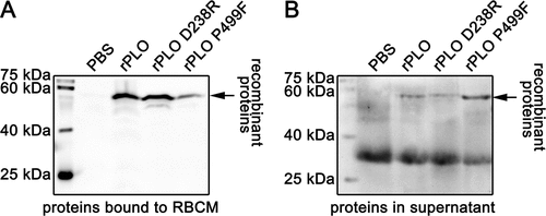 Figure 2. Determination of the cell membrane binding activity of rPLO and mutants by western blot assays.