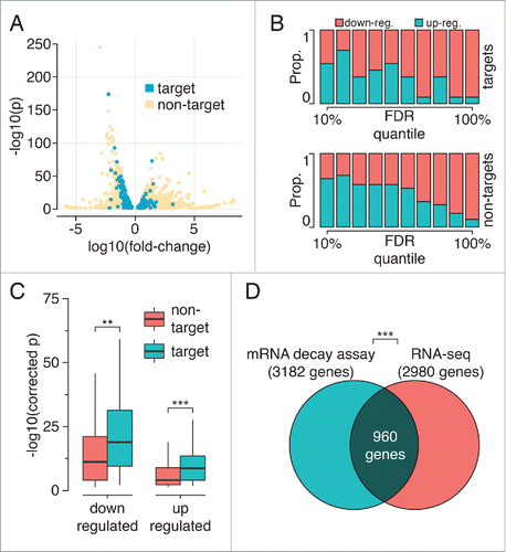 Figure 3. Impact of hnRNP H1 on mRNA stability. (A) Log fold-change and corrected p-values for all genes with significant changes in mRNA levels, colored by whether they were identified as direct targets of hnRNP H1. (B) The proportion of mRNA-level changes that are up- or down-regulation for each decile of FDR scores. High confidence changes are preferentially found among genes displaying downregulation upon hnRNP H1 knockdown. The same trend is observed for direct and indirect targets. (C) Corrected p-values for up- and down-regulated genes (direct and indirect targets) upon hnRNP H1 knockdown; target genes showed more significant changes in both up- and down-regulation upon hnRNP H1 knockdown. Outliers removed for visualization only. (D) The genes showing significant differential expression upon H1 knockdown significantly overlap those genes that are differentially expressed when transcription is stalled (** p< 0.001, Wilcoxon rank sum test, *** p < 0.001, Fisher's exact test).