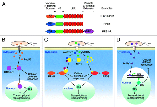 Figure 1. Recognition of pathogen effectors by plant resistance (R) proteins. (A) Structures of R proteins. The majority of R proteins are NB (nucleotide binding)-LRR (leucine-rich repeat) proteins, which are grouped into CC (coiled-coil)-NB-LRRs and TIR (toll/interleukin 1 receptor like)-NB-LRRs based on their distinct N-terminal domains. Some R proteins have a C-terminal extension required for their biological function, such as RRS1-R, which has a WRKY domain. (B–D) Simplified model showing examples of recognition between plant R proteins and pathogen effectors. (B) RRS1-R recognizes effector PopP2 through direct interaction, and relocated into nucleus to promote defense-related gene expression through its C-terminal WRKY transcription activator domain. (C) RIN4 is targeted by type III effectors AvrRpm1 and AvrRpt2, and surveilled by resistance proteins RPM1 and RPS2, respectively. RPM1 recognizes AvrRpm1-meidtaed phosphorylation of RIN4, while RPS2 detects the degradation of RIN4 by cysteine protease activity of AvrRpt2. (D) TAL (Transcription activator-like) effector AvrBs3 from xanthomonads (Xanthomonas spp.) induces the expression of R protein Bs3 after its nuclear localization to activate ETI (effector-triggered immunity). Recognition of effectors by plant R proteins triggers robust cellular defense responses, and transcriptional reprogramming of defense genes. TFs, transcription factors.