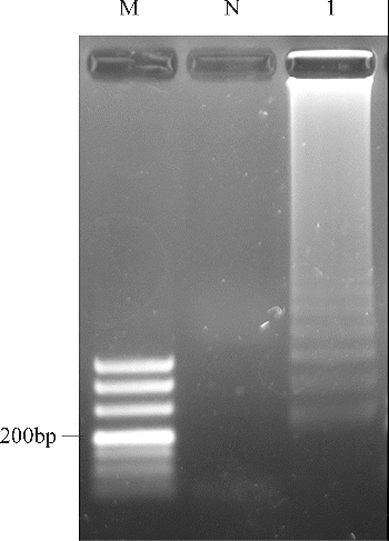 Figure 3. Analysis of pork cytb gene by RealAmp with agarose gel electrophoresis. Lane M, DL500 DNA Marker; lane N, negative control; lane 1, RealAmp products of cytb.