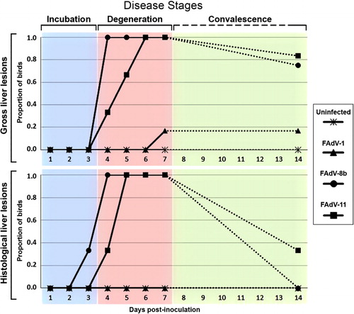 Figure 1. The proportion of birds in each experimental group with gross and histological liver lesions of IBH at different time points PI. The disease stages were defined based on the prevalence and type of lesions, i.e. incubation (days 1–3 PI), degeneration (days 4–7 PI) and convalescence (day 14 PI). Dotted lines represent the absence of sampling points between days 8 and 13 PI.