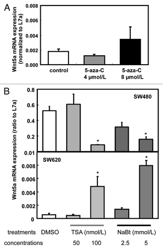 Figure 2. Expression of Wnt5a mRNA after 5-aza-cytidine (Azacitidine), trichostatin A (TSA) and sodium butyrate (NaBt) treatment. (A) Relative Wnt5a mRNA level was tested in SW480 and SW620 treated with Azacitidine (0, 4 and 8 μmol/L) for 48 h. mRNA was analyzed using real-time RT-PCR and presented as the ratio to L7a (n = 3). (B) Wnt5a mRNA level was tested in SW620 treated with TSA (50 and100 nmol/L) or NaBt (2.5 and 5 mmol/L) for 48 h. mRNA was analyzed using real-time PCR and presented as the ratio to L7a (n = 3). The values are presented as the mean ± SEM, *p < 0.05 when compared with the DMSO-treated SW620 control group.