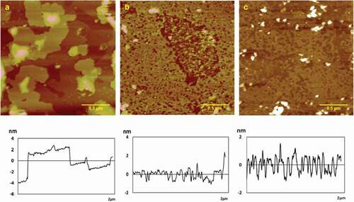 Figure 4. Typical AFM height images of chitosan self-assembly in MgCl2 solution with different ions concentration in 512 × 512 pixels. Scale bar = 500nm. (a) 0.2 mg/mL; (b) 0.5 mg/mL; (c) 2.0 mg/mL.