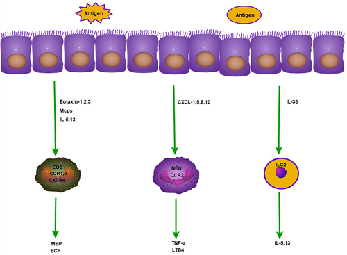 Figure 3 Mechanism of action of eosinophils, neutrophils and ILC2 in allergy.