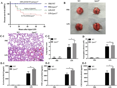 Figure 1 Lpar2 deficiency increases the mortality, pulmonary damage and inflammation in LPS-induced mice. (A) Survival of WT and Lpar2−/− mice challenged with LPS (n = 24). (B) Representative images of the lung tissue in WT and Lpar2−/− mice. (C-1) Representative images of HE-stained lung tissue. Red arrows indicate inflammatory cell infiltration, black arrows indicate thickening of the alveolar walls. Scale bar, 100 μm. (C-2) The lung injury area was quantified by assessing the histological scores for each treatment group (n = 6). (D) Total neutrophil levels in the BALF (n = 6). (E1–3) CXCL15, TNF-α and IL-6 levels in the BALF (n = 6), *p < 0.05 and **p < 0.01 vs the LPS-WT group.