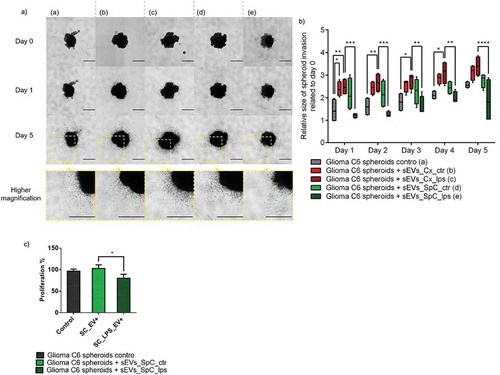 Figure 6. Impact of microglia derived sEVs on glioma spheroids. (a) Representative images of the invasion of C6 spheroids in the collagen matrix at day 0, 1 and 5. Spheroids are in the absence or in the presence of sEVs released by SpC-M and Cx-M not treated or treated with 500 ng/mL LPS for 24h. All images were acquired with an inverted light microscope at 5× magnification. Scale bar: 500 μm. Insets represent spheroid at day 5 at a higher magnification. The results obtained are depicted through a box plot figure (b). Significant differences were identified using Tukey’s multiple comparisons test. (c) Quantification of proliferation of C6 glioma spheroids in presence of sEVs isolated from the CM of control and LPS stimulated SpC-M compared to control C6 spheroids without sEVs. The analyses were performed in replicate (n = 3).