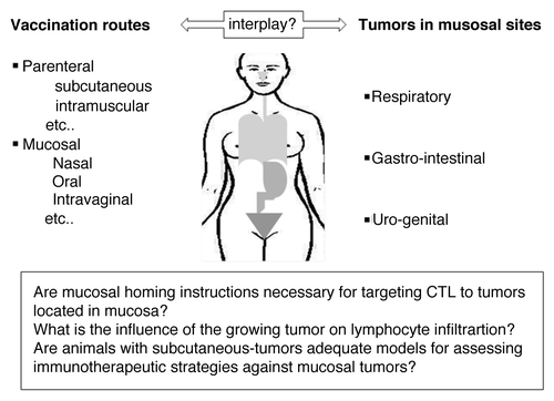 Figure 1. Vaccination routes and mucosal tumor regression.