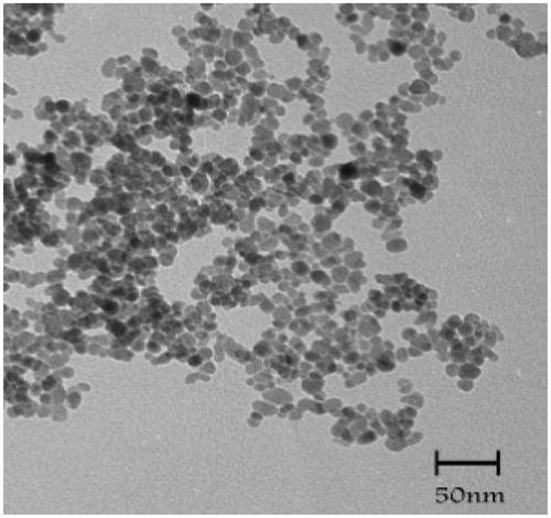 Figure 3. TEM micrograph of MNP-CA.