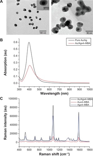 Figure 2 (A) Transmission electron microscopic images of Au/Ag core-shell nanoparticle colloids (left) and composite nanoparticles with 4-mercaptobenzoic acid (right); (B) ultraviolet-visible absorption spectra of pure Au/Ag core-shell nanoparticles colloid (black curve) and Au/Ag core-shell nanoparticles with 4-mercaptobenzoic acid (red curve); (C) surface-enhanced Raman scattering spectra of 4-mercaptobenzoic acid adsorbed onto gold nanoparticles, silver nanoparticles, and Au/Ag core-shell nanoparticles, respectively.