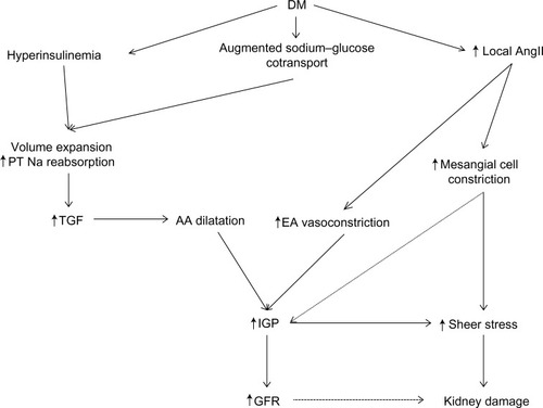 Figure 2 Hemodynamic changes in diabetic kidney disease (DKD).