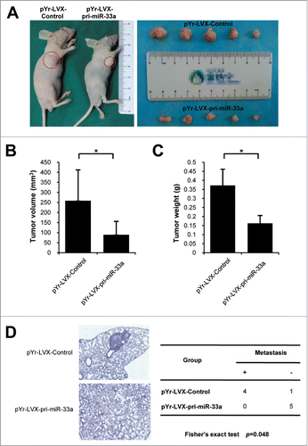 Figure 5. miR-33a reduces in vivo growth and metastasis of A375 xenografts. miR-33a effects on in vivo growth of A375 xenografts in nude mice were detected through subcutaneous tumor implantation. (A) Left figure shows tumor formation in nude mice of the blank vector group and pYr-LVX-pir-miR-33a group. Right figure shows the excision tumor of A375 xenografts in the blank vector and pYr-LVX-pir-miR-33a groups (*P < 0.05). (B) This figure show the tumor volume of excision tumor by the formula V(mm3) = 0.5 × a × b2(a: maximum length to diameter, b: maximum transverse diameter) (*P < 0.05). (C) This figure show the tumor weight of excision tumor (*P < 0.05). (D) Mice were injected i.v. with melanoma cells to determine their metastatic activity. The lung tissue of mice in pYr-LVX-pir-miR-33a group was normal, whereas the lung tissue of mice in the blank vector group remarkably manifested melanoma colonies (*P < 0.05).