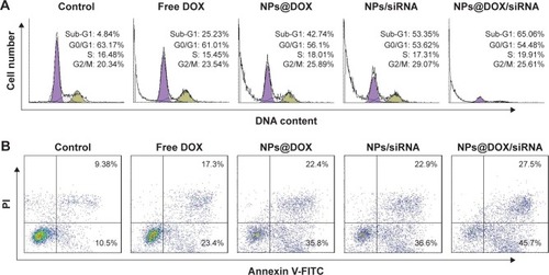 Figure 7 (A) Effects of free DOX, RGDfC-SeNPs@DOX, RGDfC-SeNPs/siRNA and RGDfC-SeNPs@DOX/siRNA on cell apoptosis and cell cycle distribution in HepG2 cells. (B) Effects of free DOX.Abbreviations: DOX, doxorubicin; NPs, nanoparticles; RGDfC-SeNPs@DOX, RGDfC-SeNPs/siRNA and RGDfC-SeNPs@DOX/siRNA on cell apoptosis in HepG2 cells. NPs@DOX, RGDfC-SeNPs@DOX; NPs@DOX/siRNA, RGDfC-SeNPs@DOX/siRNA; NPs/siRNA, RGDfC-SeNPs/siRNA; RGDfC, Arg-Gly-Asp-D-Phe-Cys peptide; SeNPs, selenium nanoparticles.