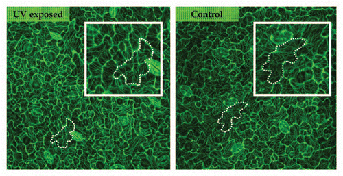 Figure 2 Microtubule pattern in control and UV-exposed leaves visualized using GFP-TUA6 and confocal microscopy. Both images are from cells at the mid zone of the fourth leaf at day 2. Microtubules are similarly arranged in equally shaped and sized cells of control and UV-exposed leaves. The marked cells show a pattern whereby the tubules are centred in the neck regions between two outgrowing lobes.