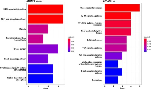 Figure 5. KEGG pathway enrichment analysis of (A) downregulated genes and (B) upregulated genes using ClusterProfiler package. The abscissa represents the count of genes significantly enriched in each pathway.